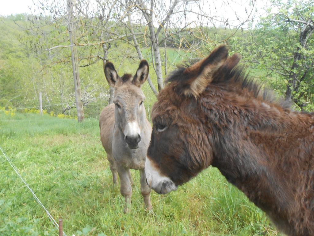 Gite Des Monts Saint-Izaire Zewnętrze zdjęcie